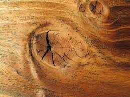 Why Does Wood Have Knots? » Science ABC